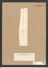 Stauroneis baileyi Ehrenb. (de-Toni-Nr.: Genus 6, Species 880) Zeichnungen Sammlung Grunow Nr. 1741 (NHMW-BOT-W0368624)